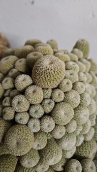 Epithelantha-pachyrhiza-SB325